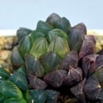 Haworthia Obtusa ‘Yamada Black’ Slightly Variegated [霓虹灯锦玉露] - 6