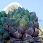 Haworthia Obtusa ‘Yamada Black’ Slightly Variegated [霓虹灯锦玉露] - 7
