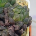 Haworthia Obtusa ‘Yamada Black’ Slightly Variegated [霓虹灯锦玉露] - 8