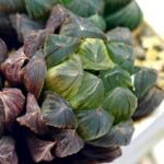 Haworthia Obtusa ‘Yamada Black’ Slightly Variegated [霓虹灯锦玉露] - 9