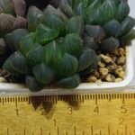 Haworthia Obtusa ‘Yamada Black’ [霓虹灯锦玉露] - 1