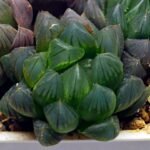 Haworthia Obtusa ‘Yamada Black’ [霓虹灯锦玉露] - 2
