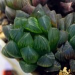 Haworthia Obtusa ‘Yamada Black’ [霓虹灯锦玉露] - 3