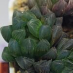 Haworthia Obtusa ‘Yamada Black’ [霓虹灯锦玉露] - 4