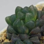 Haworthia Obtusa ‘Yamada Black’ [霓虹灯锦玉露] - 5