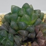 Haworthia Obtusa ‘Yamada Black’ [霓虹灯锦玉露] - 6