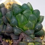 Haworthia Obtusa ‘Yamada Black’ [霓虹灯锦玉露] - 7