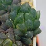 Haworthia Obtusa ‘Yamada Black’ [霓虹灯锦玉露] - 8