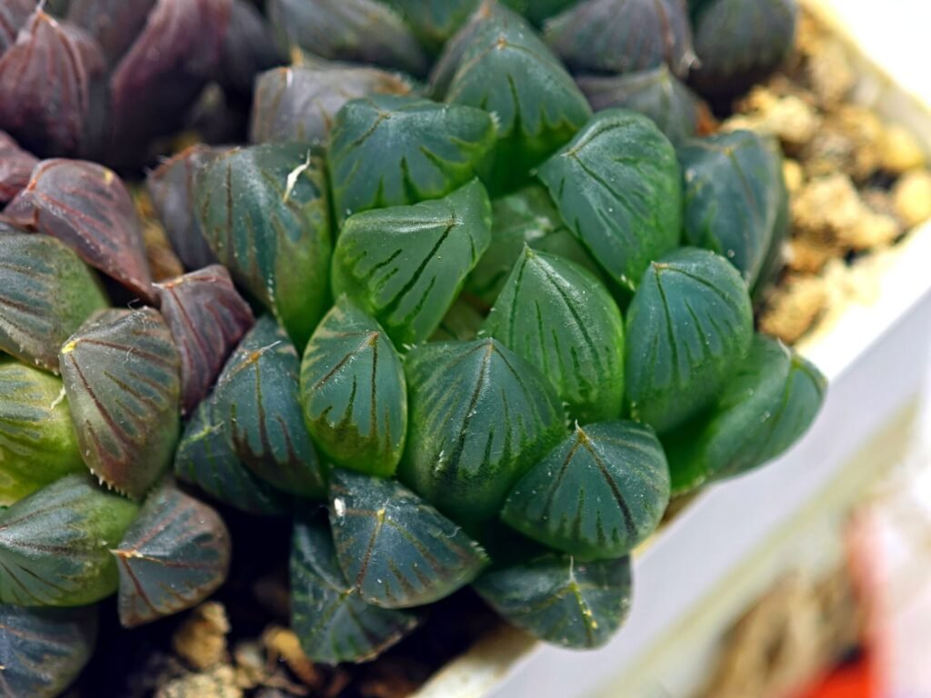 Haworthia Obtusa ‘Yamada Black’ [霓虹灯锦玉露] - 9