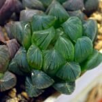 Haworthia Obtusa ‘Yamada Black’ [霓虹灯锦玉露] - 9