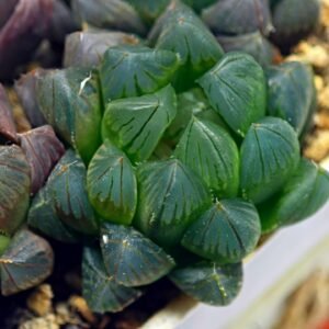 Haworthia Obtusa ‘Yamada Black’ [霓虹灯锦玉露] - 9
