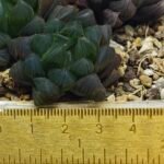 Haworthia Obtusa ‘Yamada Black’ [霓虹灯锦玉露] - 1