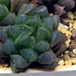 Haworthia Obtusa ‘Yamada Black’ [霓虹灯锦玉露] - 2