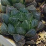 Haworthia Obtusa ‘Yamada Black’ [霓虹灯锦玉露] - 3
