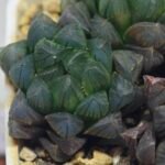 Haworthia Obtusa ‘Yamada Black’ [霓虹灯锦玉露] - 4
