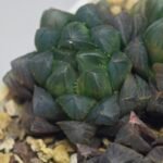 Haworthia Obtusa ‘Yamada Black’ [霓虹灯锦玉露] - 5