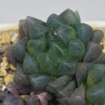 Haworthia Obtusa ‘Yamada Black’ [霓虹灯锦玉露] - 6