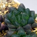 Haworthia Obtusa ‘Yamada Black’ [霓虹灯锦玉露] - 7