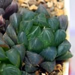 Haworthia Obtusa ‘Yamada Black’ [霓虹灯锦玉露] - 8