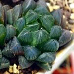 Haworthia Obtusa ‘Yamada Black’ [霓虹灯锦玉露] - 9