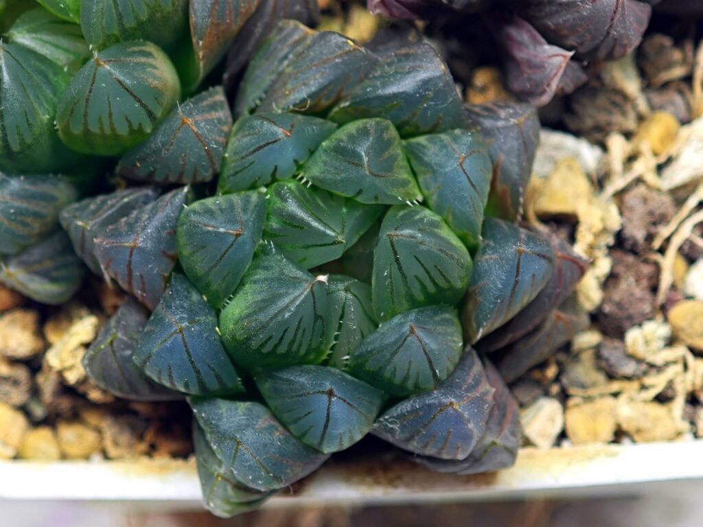 Haworthia Obtusa ‘Yamada Black’ [霓虹灯锦玉露] - 10