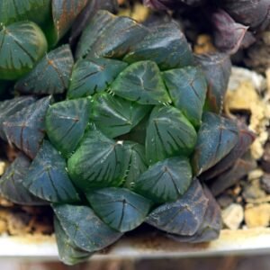 Haworthia Obtusa ‘Yamada Black’ [霓虹灯锦玉露] - 10
