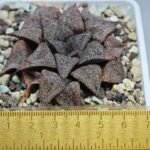Haworthia Picta PA-1 - 1