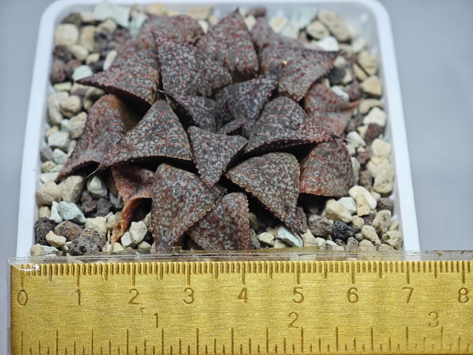 Haworthia Picta PA-1 - 1