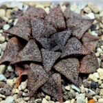 Haworthia Picta PA-1 - 2