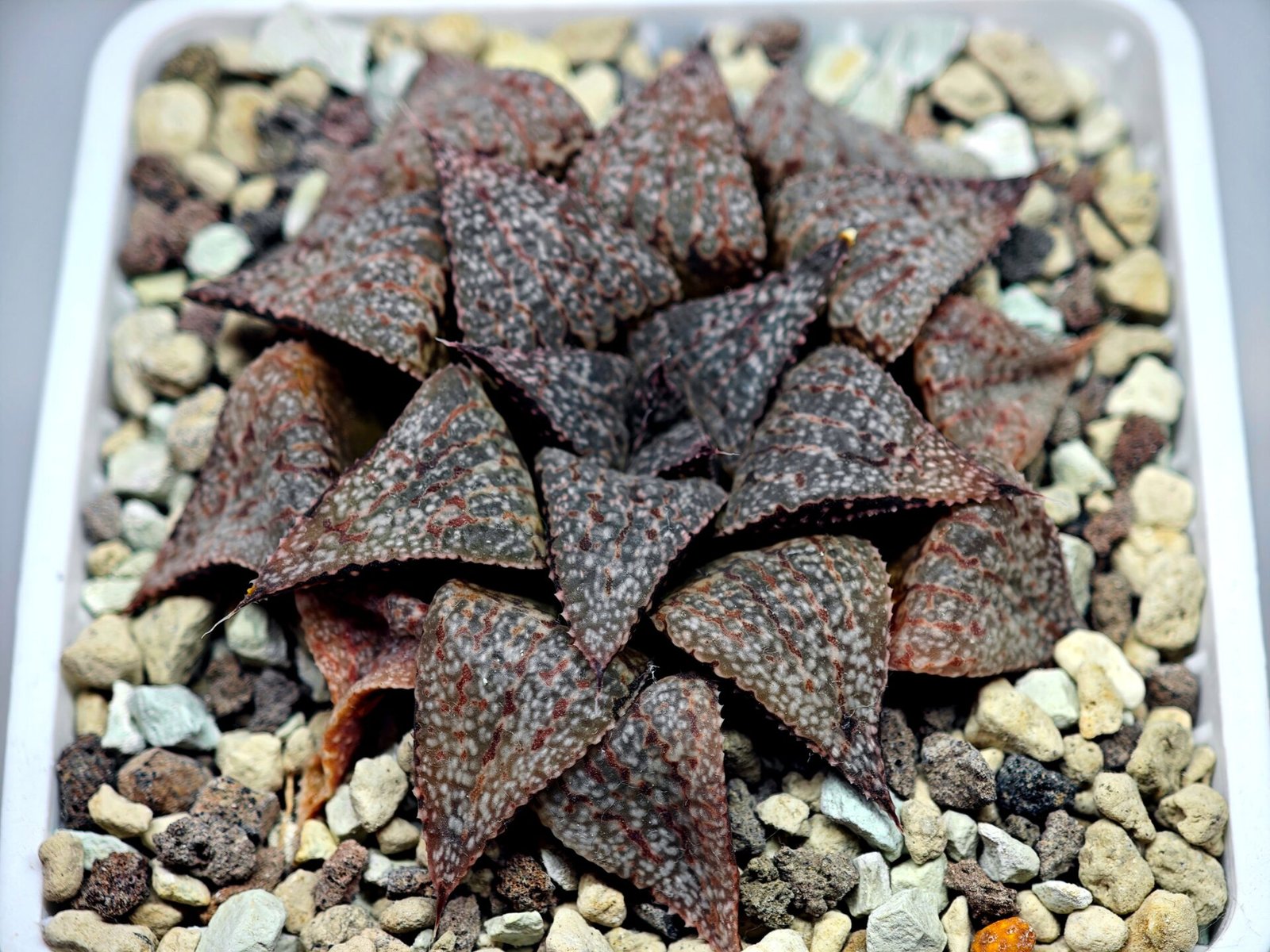 Haworthia Picta PA-1 - 2