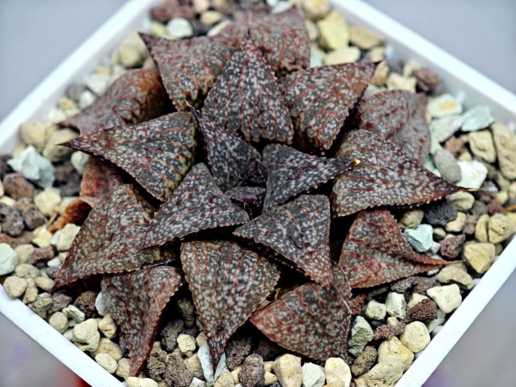 Haworthia Picta PA-1 - 3
