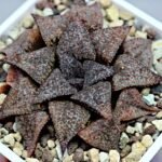 Haworthia Picta PA-1 - 3