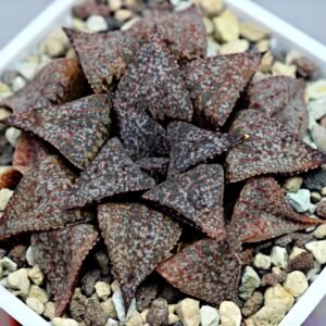 Haworthia Picta PA-1 - 3