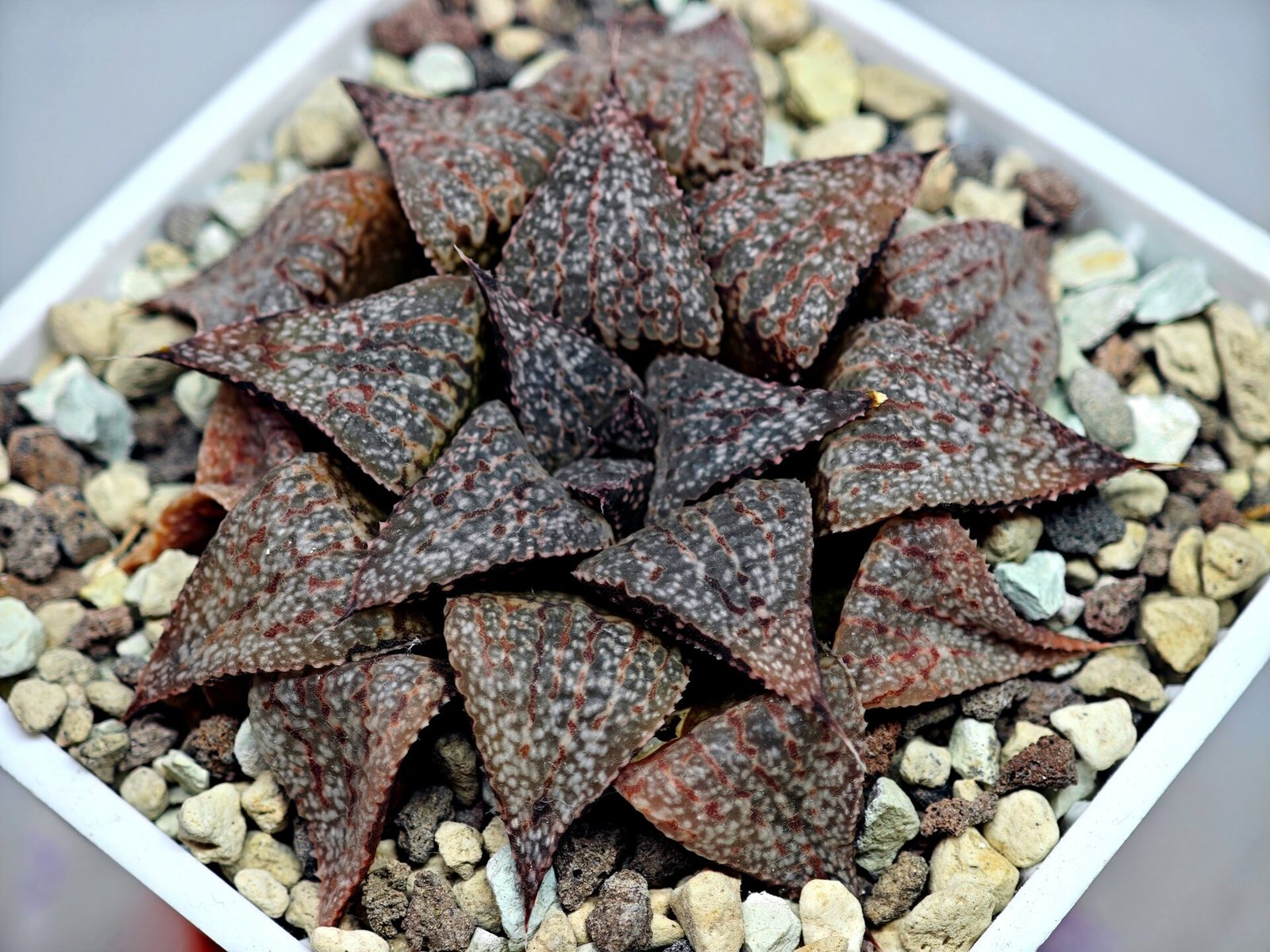 Haworthia Picta PA-1 - 3