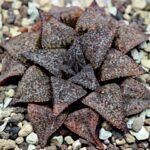 Haworthia Picta PA-1 - 4