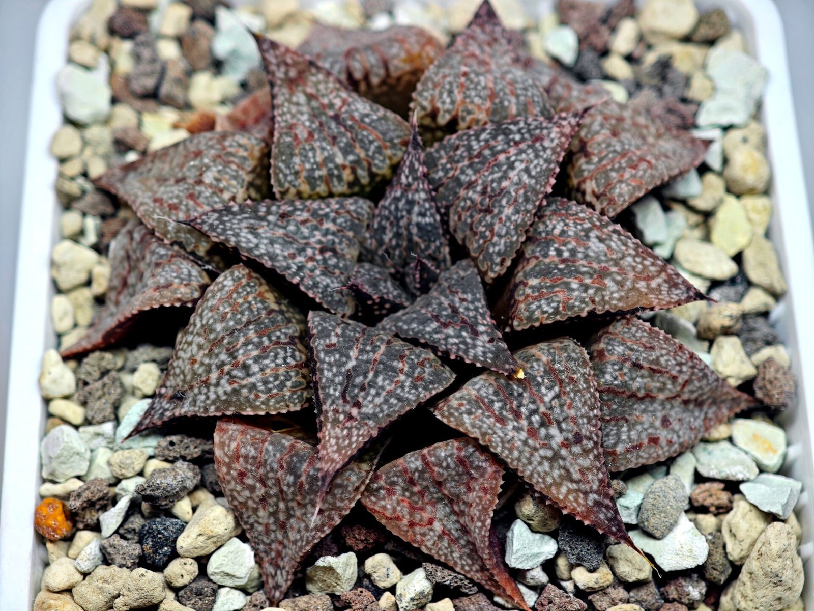 Haworthia Picta PA-1 - 4