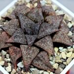 Haworthia Picta PA-1 - 5