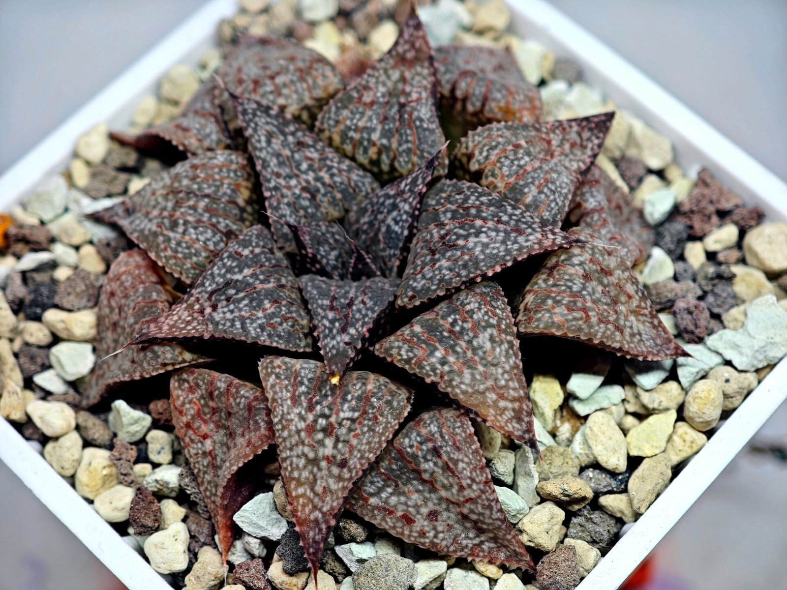 Haworthia Picta PA-1 - 5