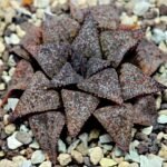 Haworthia Picta PA-1 - 6