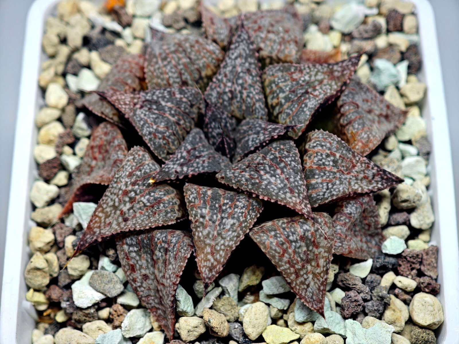 Haworthia Picta PA-1 - 6