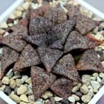 Haworthia Picta PA-1 - 7