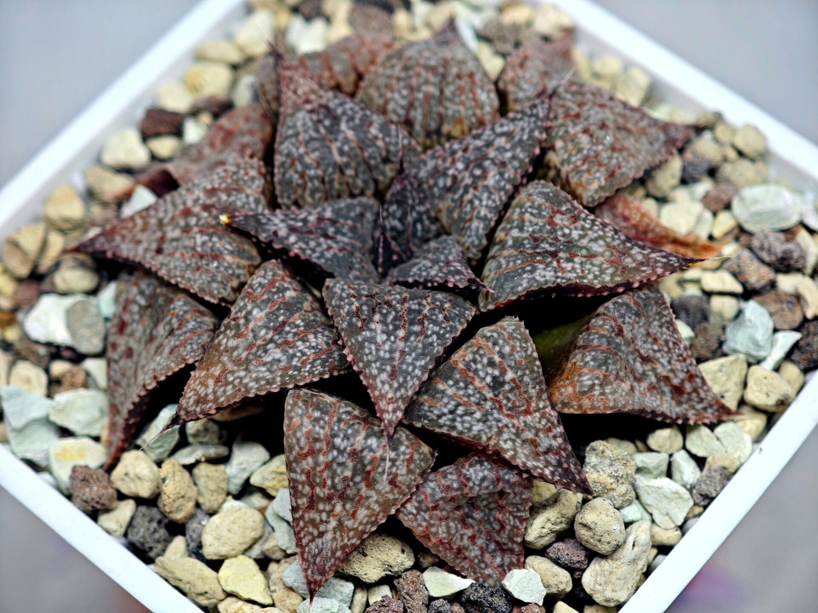 Haworthia Picta PA-1 - 7