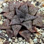 Haworthia Picta PA-1 - 8
