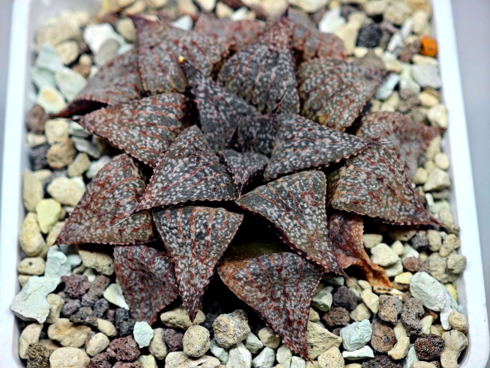 Haworthia Picta PA-1 - 8