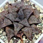 Haworthia Picta PA-1 - 9