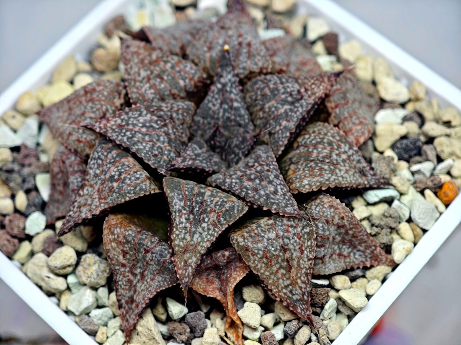 Haworthia Picta PA-1 - 9