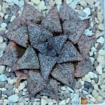 Haworthia Picta PA-1 - 10