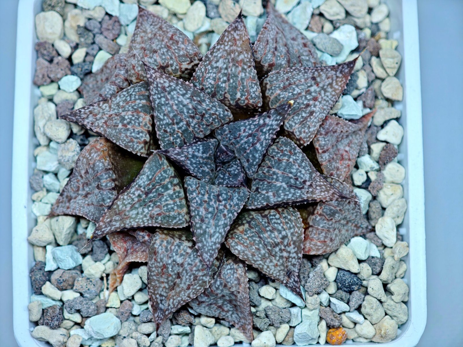 Haworthia Picta PA-1 - 10