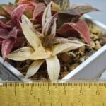 Haworthia retusa “Syoukin” HF-9 (招金) variegated - 1