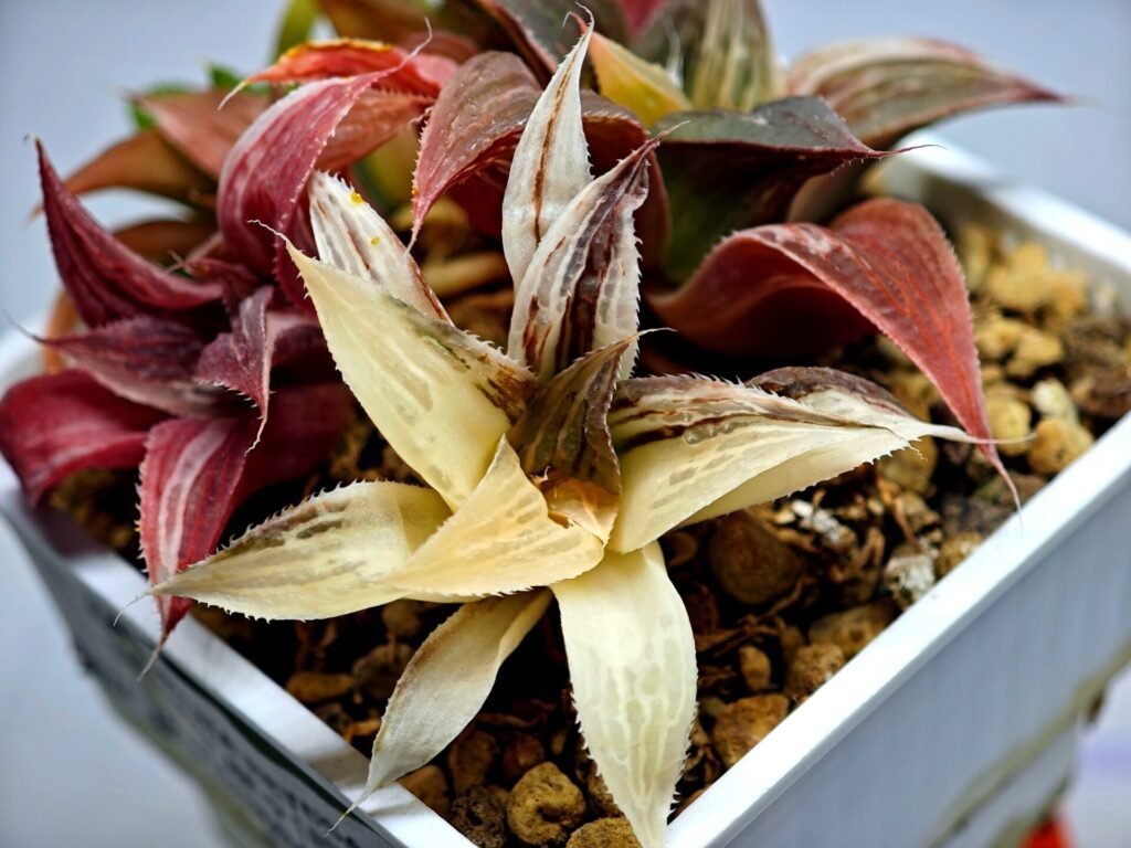 Haworthia retusa “Syoukin” HF-9 (招金) variegated - 2